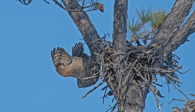 Great Horned Owl