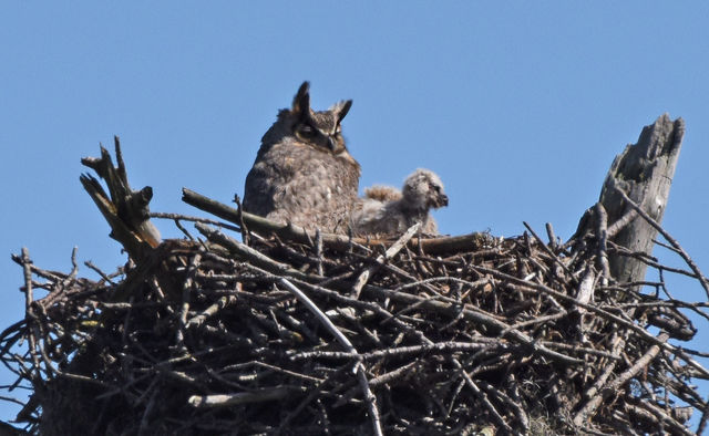 great horned owl great horned owl