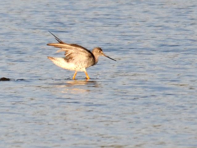 Greater Yellowlegs