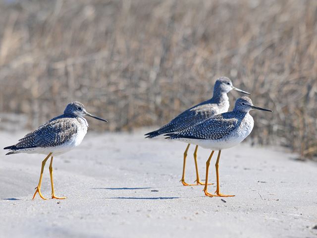 Greater Yellowlegs