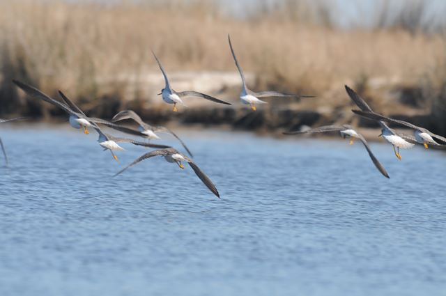 Greater Yellowlegs