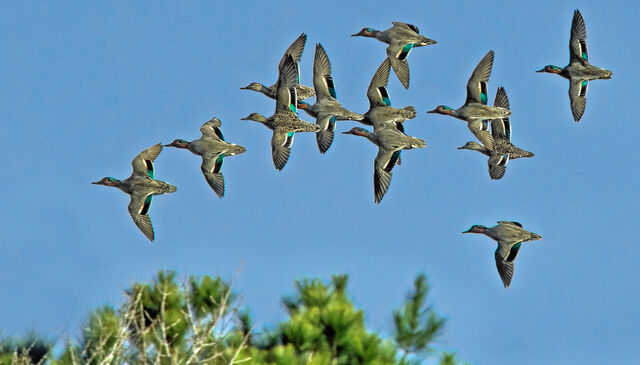 Green-winged Teal