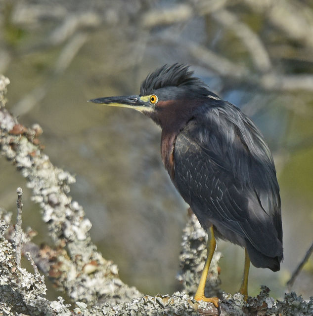 Green Heron