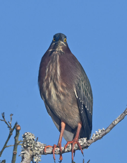 Green Heron