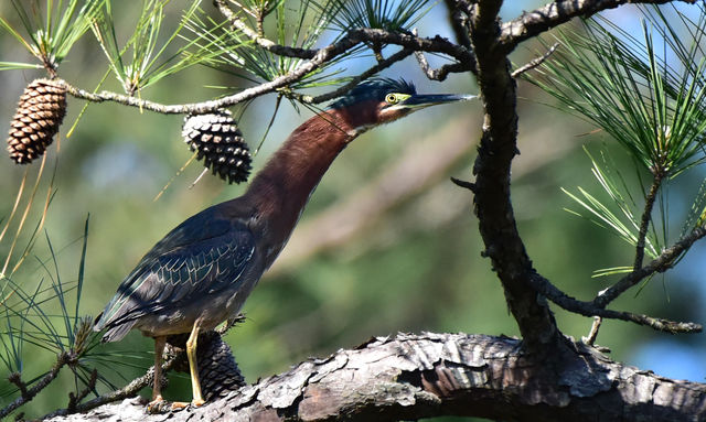 Green Heron
