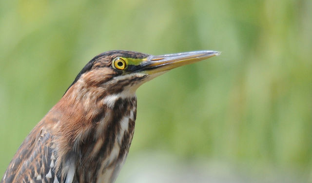 Green Heron