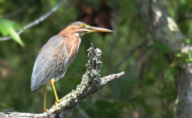 Green Heron