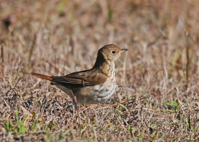 Hermit Thrush