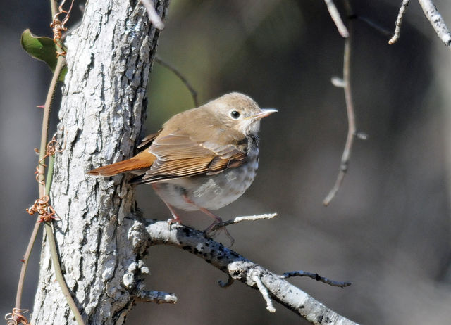 Hermit Thrush