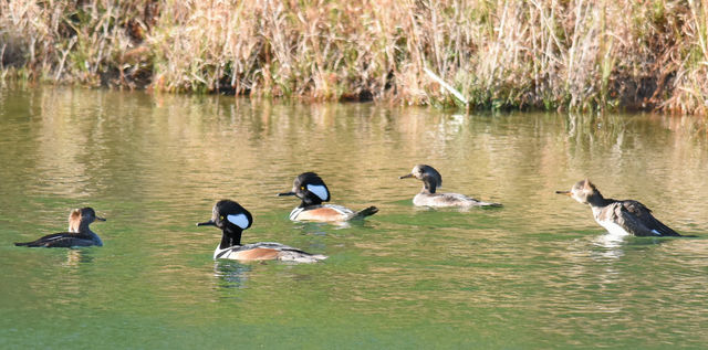 Hooded Merganser