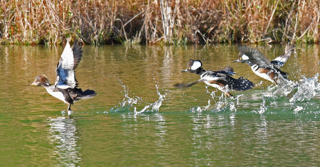 Hooded Merganser