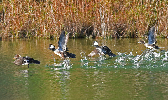 Hooded Merganser