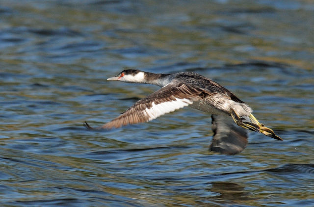 Horned Grebe