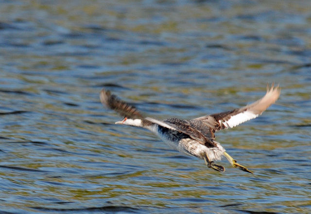 Horned Grebe