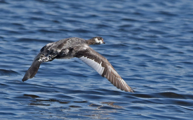 Horned Grebe