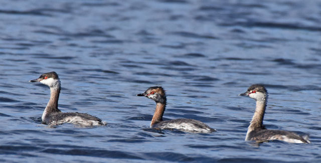 Horned Grebe