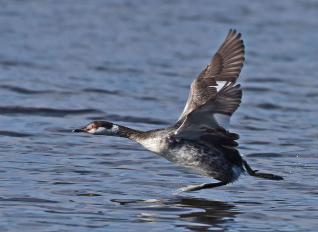 Horned Grebe