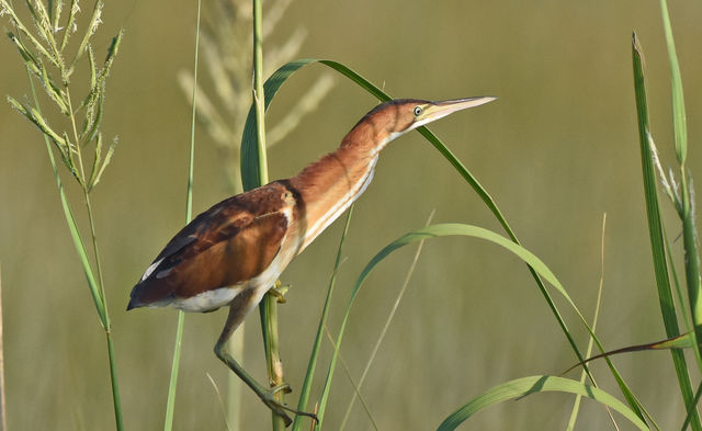 Least Bittern