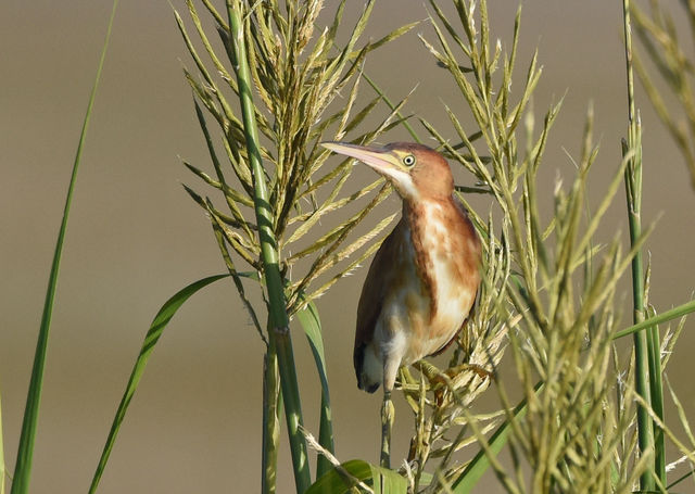 Least Bittern