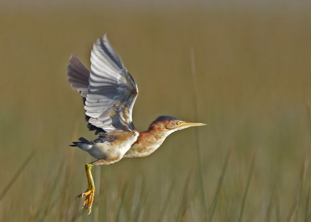 Least Bittern