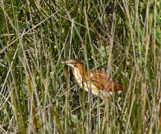 Least Bittern
