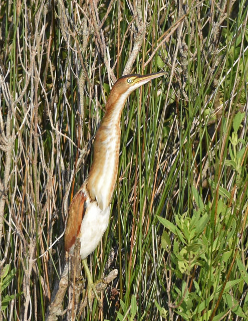 Least Bittern