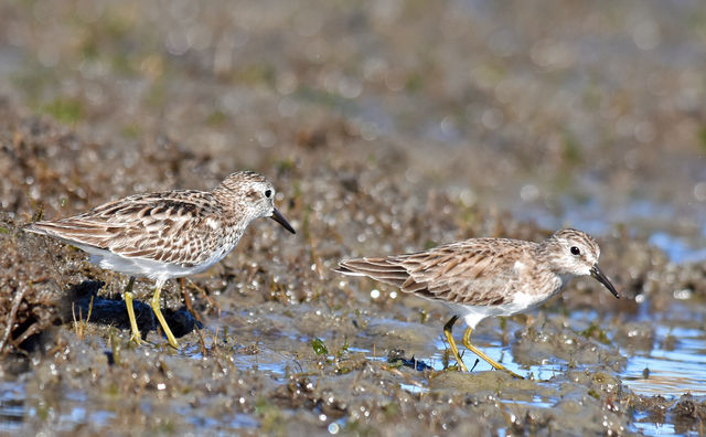 Least Sandpiper