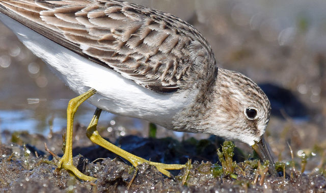 Least Sandpiper