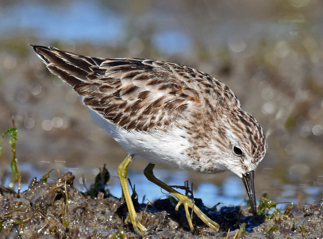 Least Sandpiper