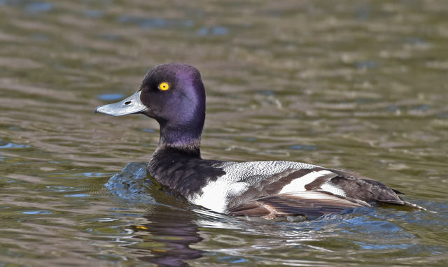 Lesser Scaup