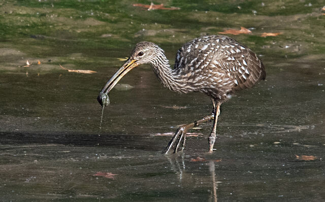 Limpkin