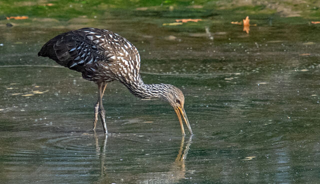 Limpkin