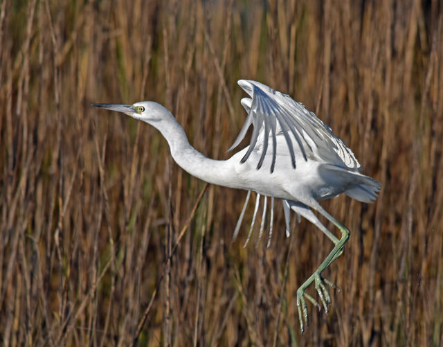 Little Blue Heron