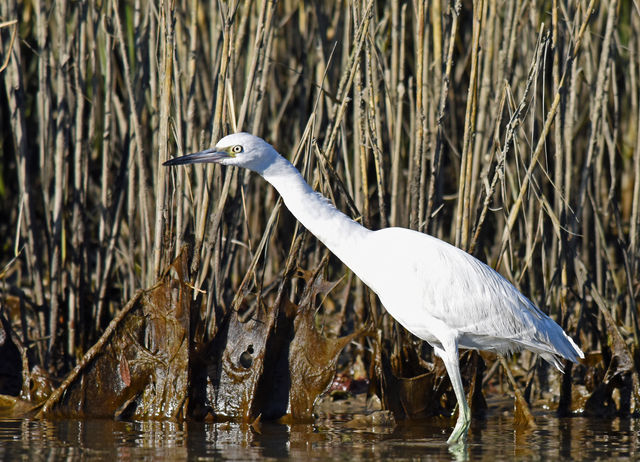 Little Blue Heron
