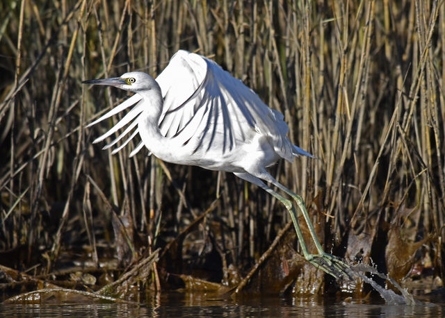 Little Blue Heron