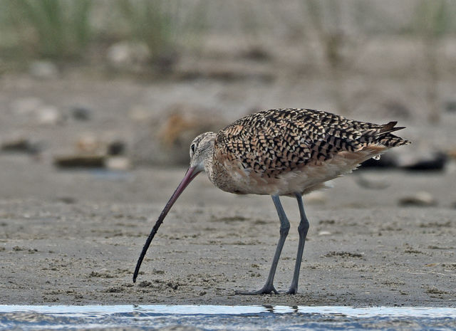 Long-billed Curlew