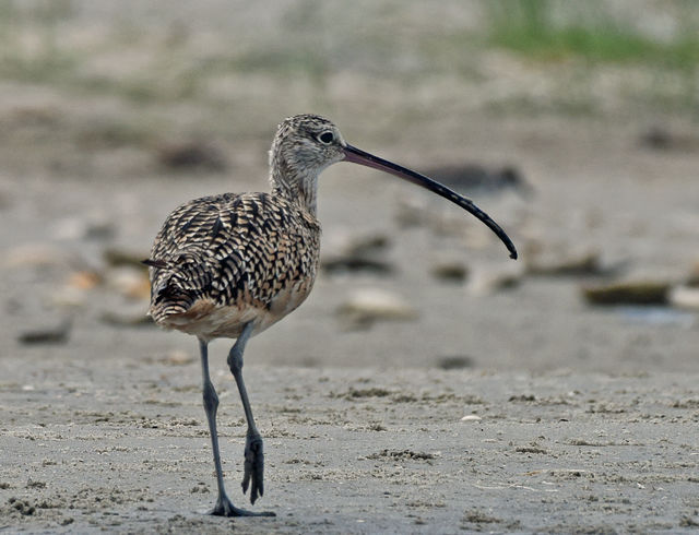 Long-billed Curlew
