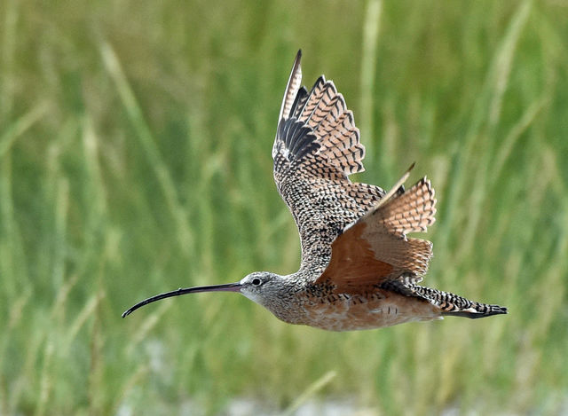 Long-billed Curlew