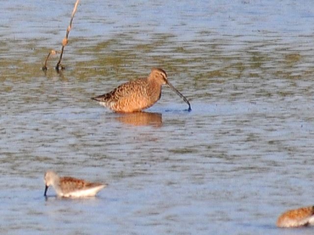 Long-billed Dowitchers