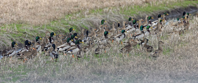 Mallard
