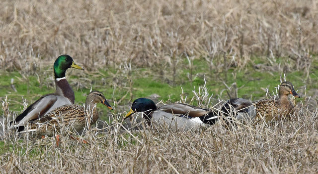 Mallard