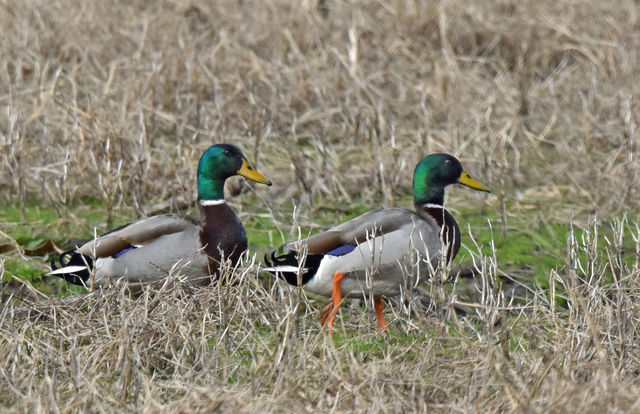Mallard