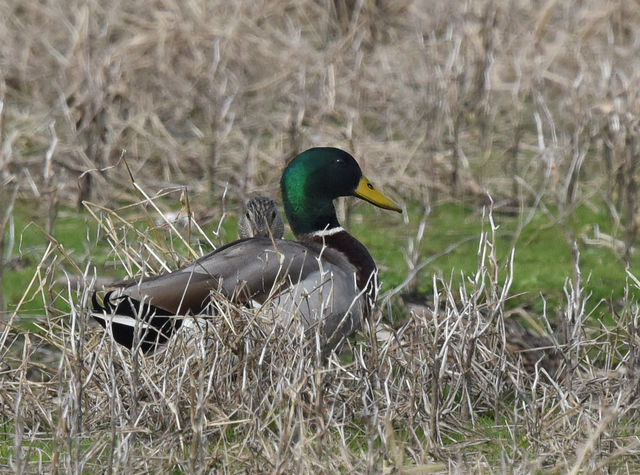 Mallard
