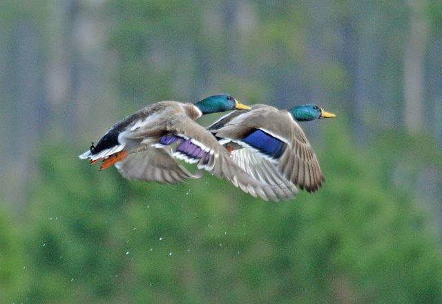 Mallard