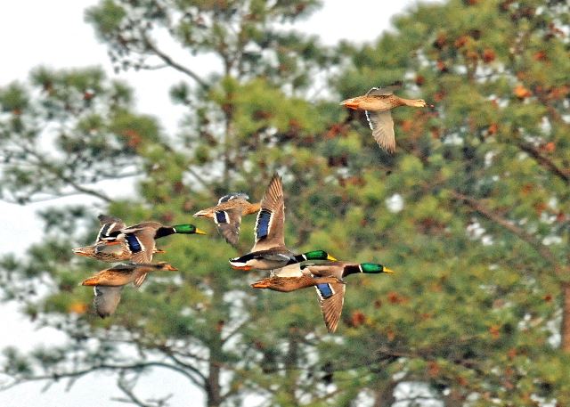 Mallard