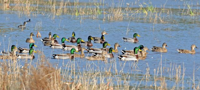 Mallard