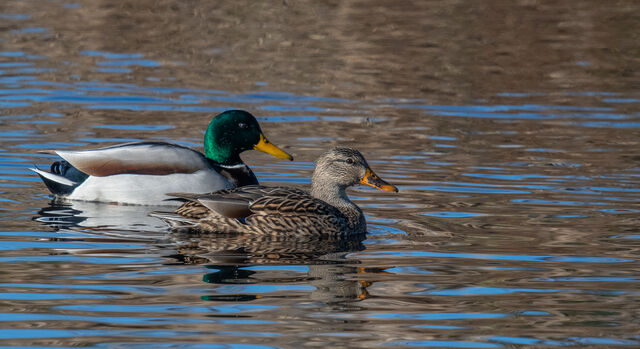Mallard