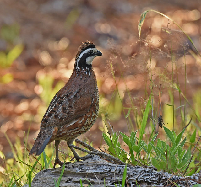 Northern Bobwhite