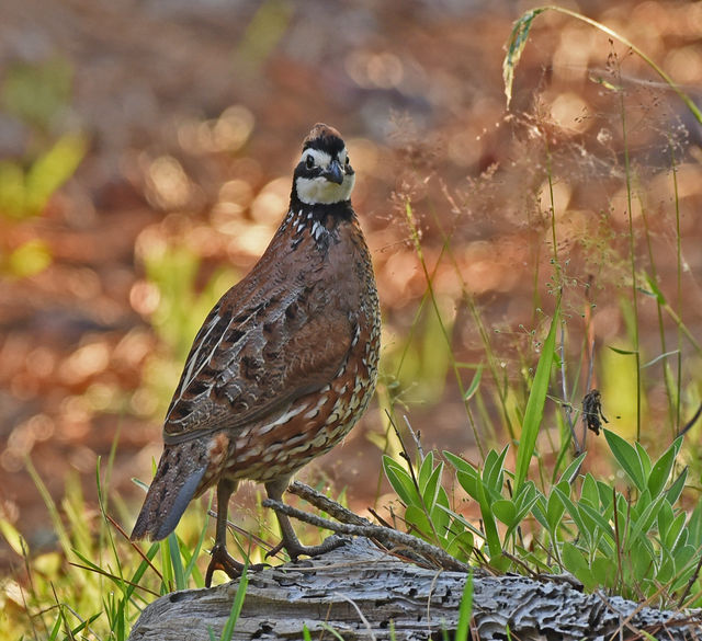 Northern Bobwhite