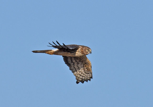 Northern Harrier